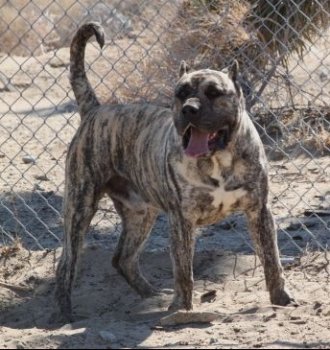 DIABLO DE HIGH VELOCITY K9 (DIABLO HVK9)