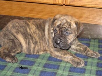 HOSS OF TALL OAKS