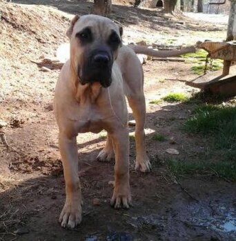 BLUFFCITY K9'S FIONA