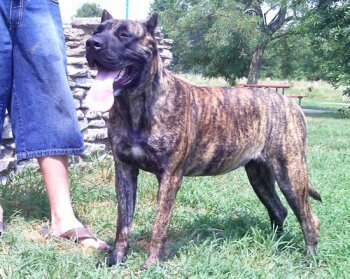 ZOEY DEL RIVER CITY (ZOIE)