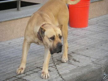 SABANDA DE PERRO DE LA TIERRA