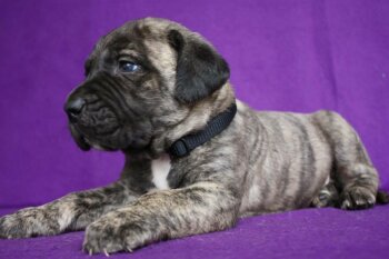 BOSS BULL CANARIO ROCK