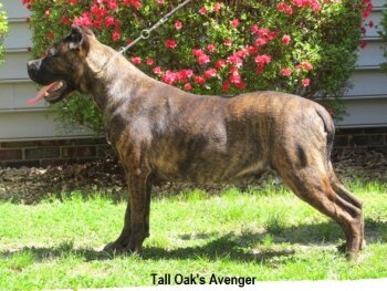 AVENGER OF TALL OAKS