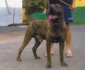 VALIENTE DE PEPITO DE LA GOLETA