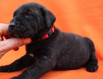 BOSS BULL CANARIO SOFIA