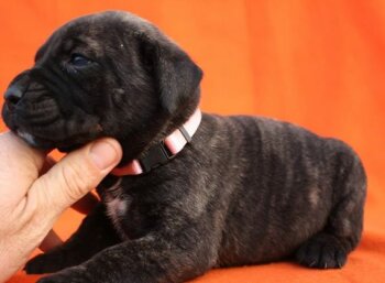 BOSS BULL CANARIO SHAYLA