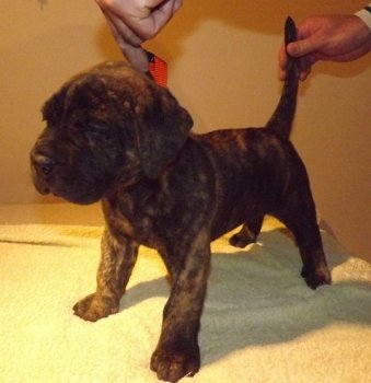 BRINDLE HOOLIGANS ANGIE