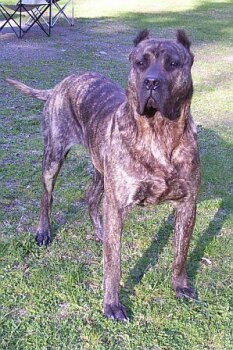 NEVADA DE CASA LA LUNA (FREYA)