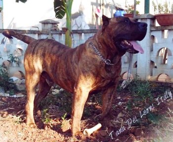 ATHOS ZEN
