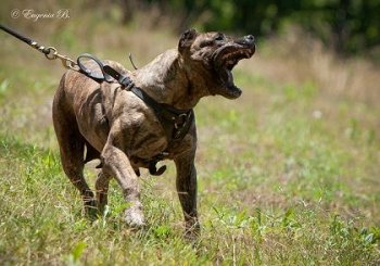 RED SONIA DE IRON PRESS KENNEL