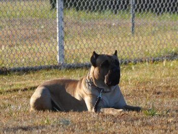 BRAVO KENNEL'S NAPOLEAN