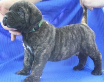 BOSS BULL CANARIO TROY