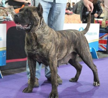 AMINA DE ALENTADO DE PERRO