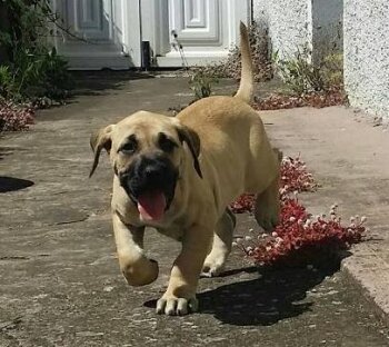 ATENEA DE HORNOS DE CAL