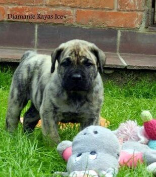 DIAMANTE RAYAS ICE