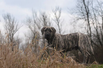 EBRO DE REY GLADIADOR