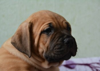 LANCELOT