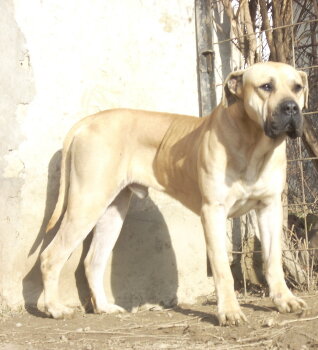 PEDRO OF LUMEN