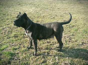 BACKWOODS DNA ZIVA