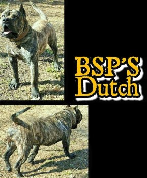 BLACK STAR PRESA'S DUTCH