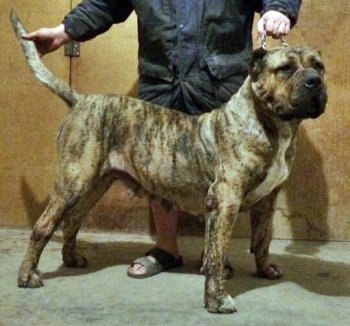BOSS BULL CANARIO FANTA