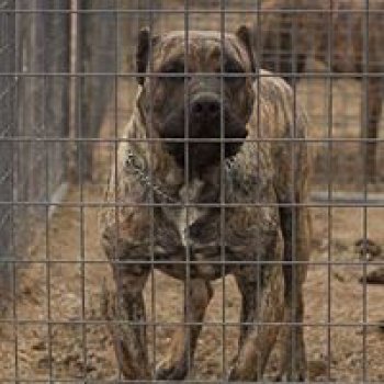 CANARIAN BULL'S AQUILA