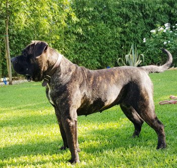 EUROPA BULLSARA DEL PEMBA