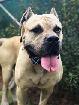 DEXTER