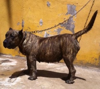 CARECA DE LA JACHA