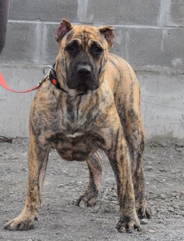 BELEN PERRO LOCO DE HIERRO