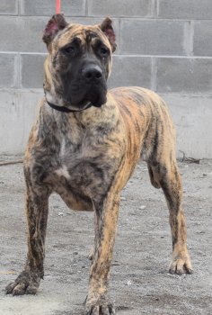 BELITA PERRO LOCO DE HIERRO