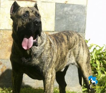 GUTI DE CIELO DE CANARIAS