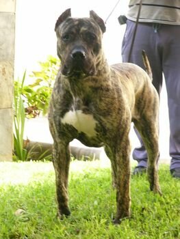 DANDY DEL FAYCANATO