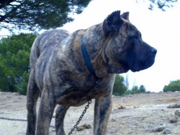 SALVATORE SANZO DE FENCING DOGS