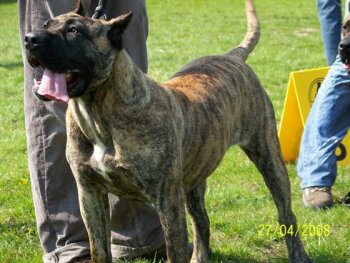 GRANBASSI DE FENCING DOGS