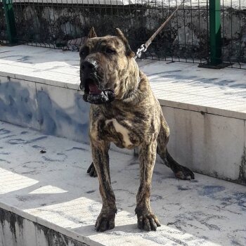 BRUT ARDOR BULL