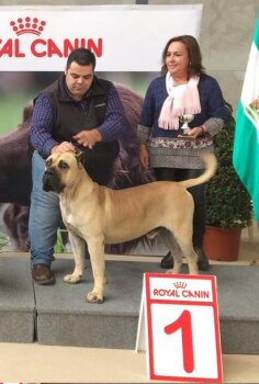 LOCO DE GUADALCAN