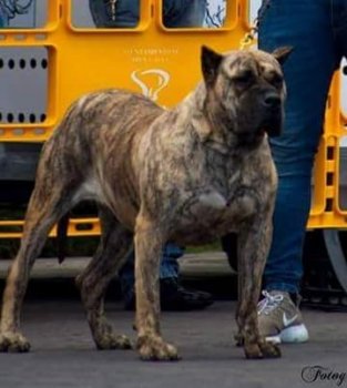 THAIS CANARIKENNEL