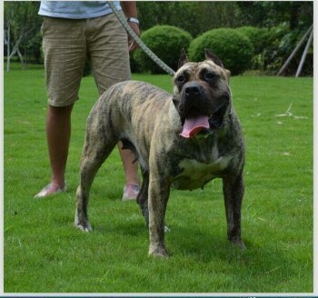 IMME OF LAN BO KENNEL