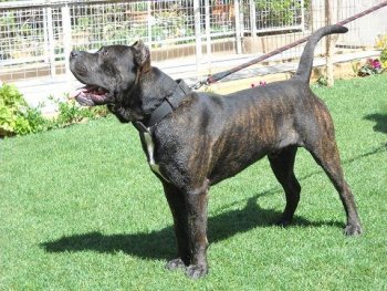 NEGRO DE KING ZULU