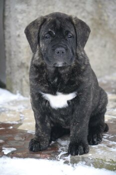 FABI VALACHIADOG
