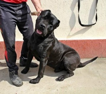 VORTEX SEVEN SHARKY DINASTY KENNEL