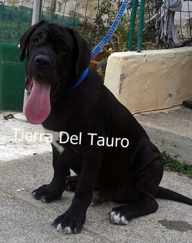 ORGóN TIERRA DEL TAURO