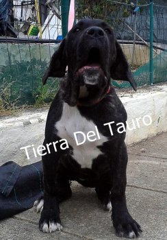ORCA TIERRA DEL TAURO