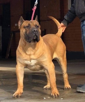 IGOR DOG PUR