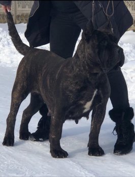 AANA DE BARNACAN BULL