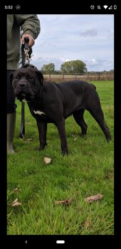 BLACK STUFF PRESA BOW