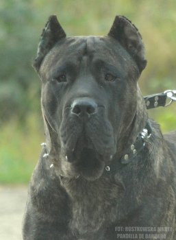 DECEBAL VIKING GUARD KENNEL