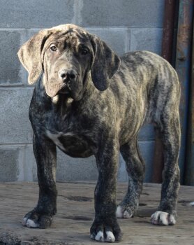 DIABLO PERRO LOCO DE HIERRO