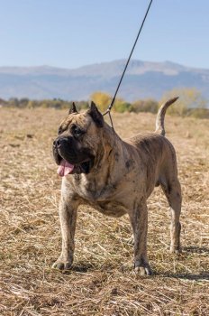 AMBROSIO PERRO LOCO DE HIERRO